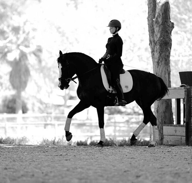 Lower level dressage schoolmaster available for an on site lease in Del Mar, California.
