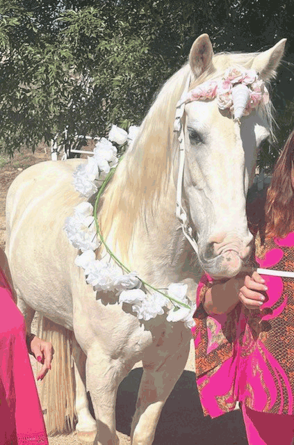 talented, therapy "unicorn" 16 hands, 13 year old Tennessee Walking Horse gelding. Well-trained in all gaits for lease in Southern California