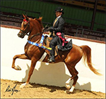 Hillside meadows equestrian center